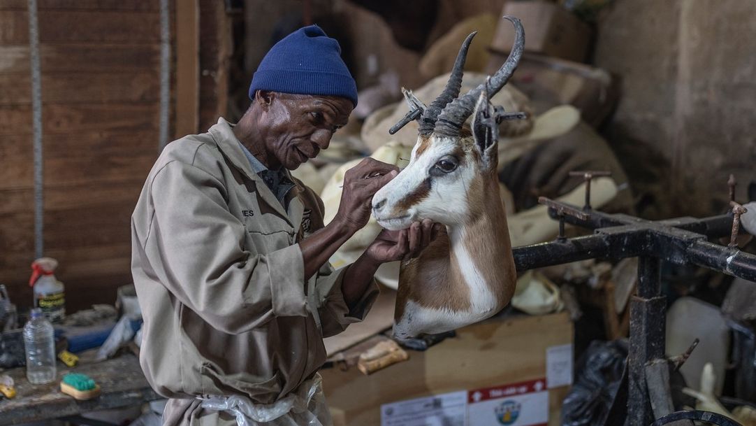 Fotky: Evropa se odklání od trofejního lovu, preparátoři se bojí o práci